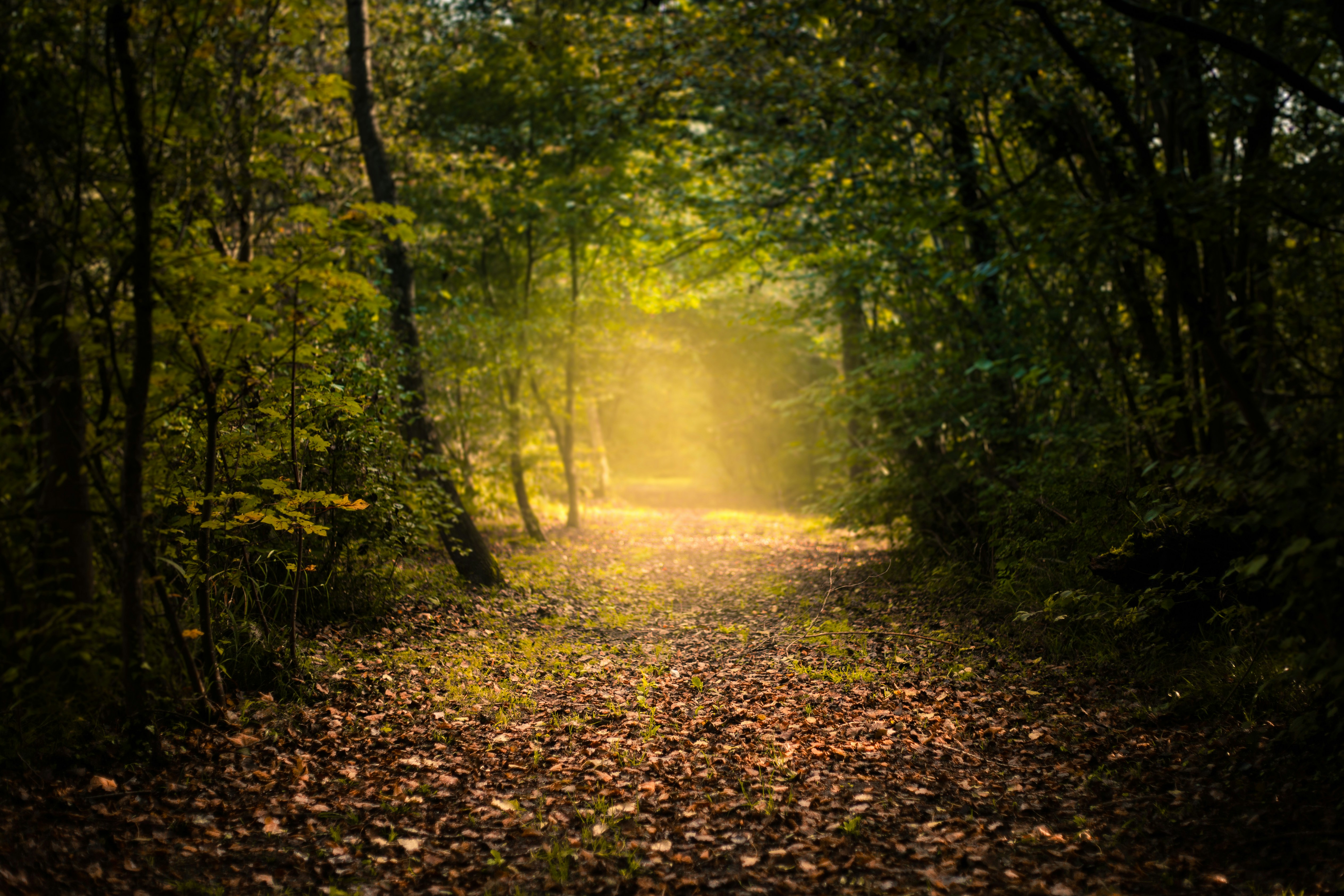 A quiet path